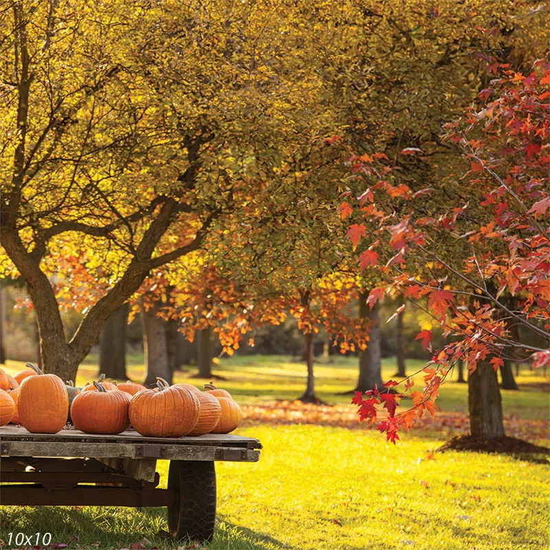 Autumn Harvest Fall Pumpkins Photography Backdrop